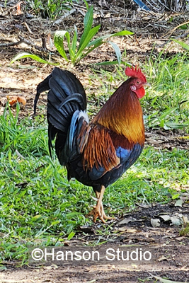 Jungle Rooster